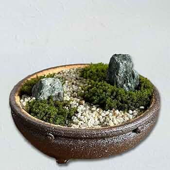 小型 盆栽 コンクリート鉢 苔付き Amazon.co.jp: 小さな世界で雄大な景色を【苔盆栽（信楽焼鉢